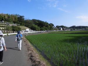 田んぼ脇を歩く