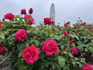 国営ひたち海浜公園