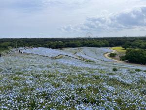 国営ひたち海浜公園