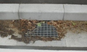 清掃前の雨水ます