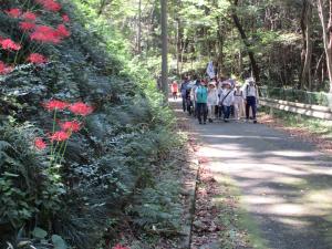 彼岸花を見ながら歩く