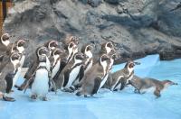 フンボルトペンギン