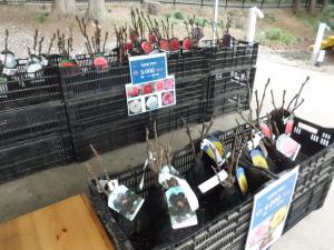 ぼたん園苗市の様子