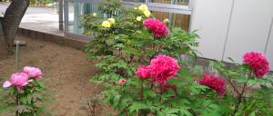 唐子市民活動センターのボタンの様子