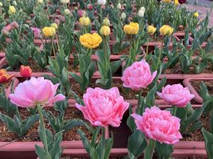 牡丹咲きチューリップ