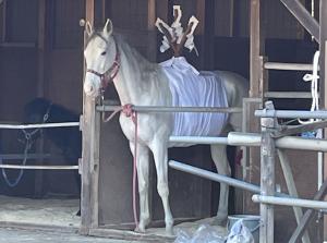上岡馬頭観世音の白馬