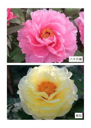 1位のボタン2品種