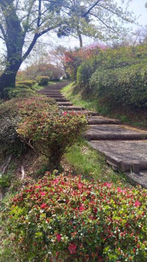 4月9日物見山つつじ写真1