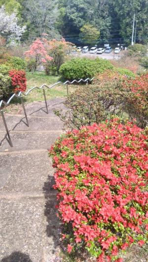 4月9日物見山つつじ写真2