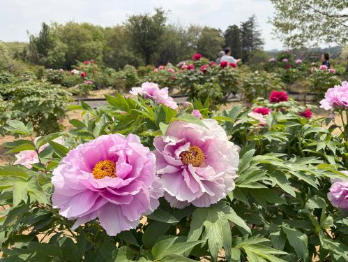 園内開花の様子