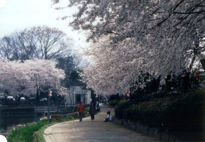 上沼公園の桜が開花している時期の写真