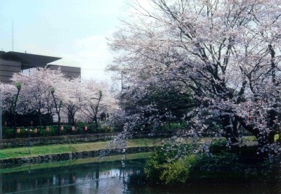 下沼公園の桜が開花している時期の写真