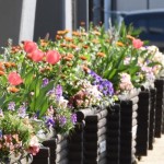 花いっぱい・夢いっぱい