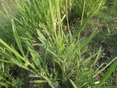 オオキンケイギクの茎