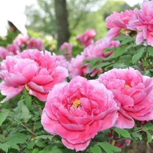 東松山ぼたん園