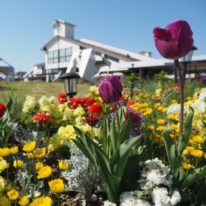 高坂駅東口の花壇