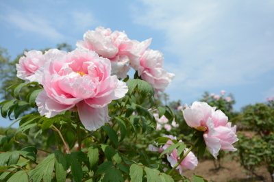 ぼたん＿東松山ぼたん園