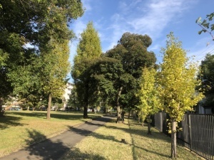 五領町近隣公園ウォーキングコースのイチョウの木