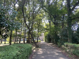 岩鼻運動公園自由広場の木立