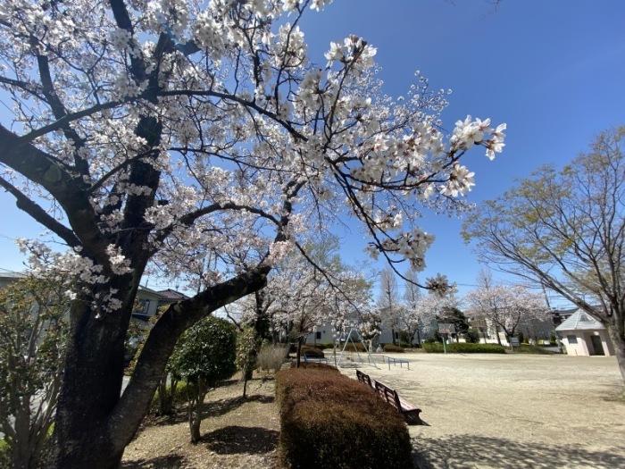 サクラ（全景）＿沢口北公園