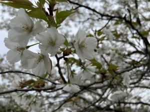 オオシマザクラ＿岩鼻運動公園