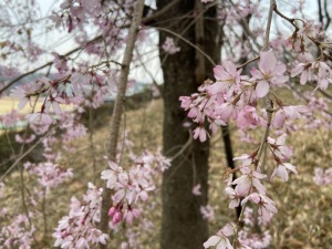 シダレザクラ＿岩鼻運動公園