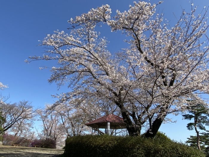 サクラ（全景）＿物見山公園