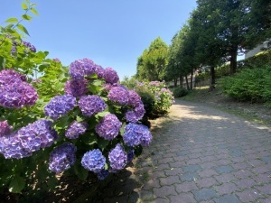 あじさい二＿下沼公園