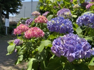 あじさい三＿下沼公園