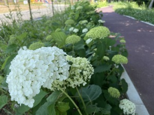 あじさい一＿さくら坂公園