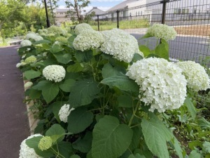 あじさい四＿さくら坂公園