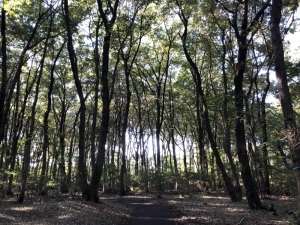 岩鼻運動公園の散策路