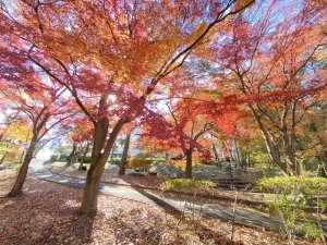 紅葉四＿松風公園