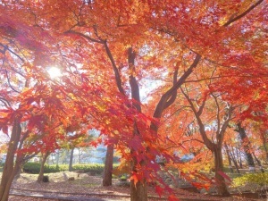 紅葉アップ＿松風公園