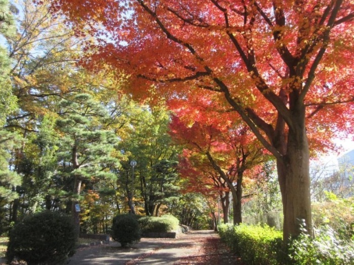 紅葉＿千年谷公園東