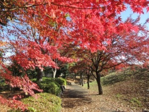 紅葉＿千年谷公園西