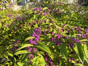 加美町公園のムラサキシキブ