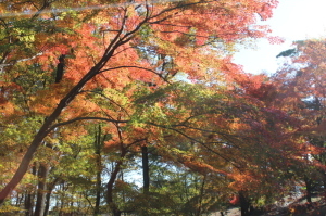 松風公園の紅葉