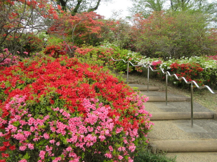 物見山公園のつつじ