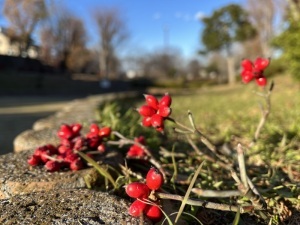 五領沼公園のハナミズキの赤い実