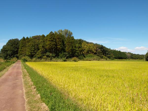 比丘尼山の写真