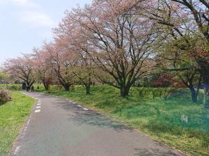 桜並木