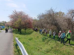 滑川沿いの桜並木を歩くウォーカー