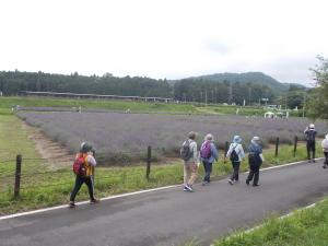 ラベンダー園を眺め歩く
