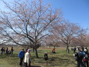 桜を見物する