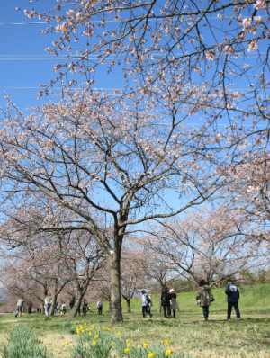 桜のアーチをくぐって歩く