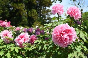 東松山ぼたん園写真②