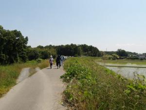 堤防からの水田を眺める