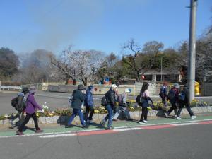 東平幼稚園サクラ