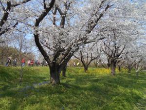 土手のサクラ